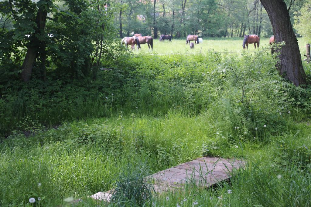 Gospodarstwo Agroturystyczne Stary Mlyn Wilczkowice Michalowice  Exteriér fotografie