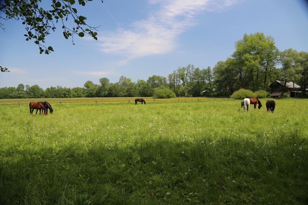 Gospodarstwo Agroturystyczne Stary Mlyn Wilczkowice Michalowice  Exteriér fotografie